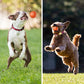 🐶INTERAKTÍV SMART PET BOUNCE LABDA – UGRIK, VILÁGÍT, SZÓRAKOZTAT!
