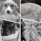 🐶Puha, nedvszívó és gyorsan száradó kutyaköntös